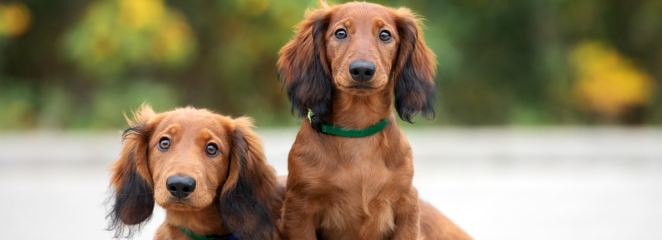 image of dachsuunds looking at camera